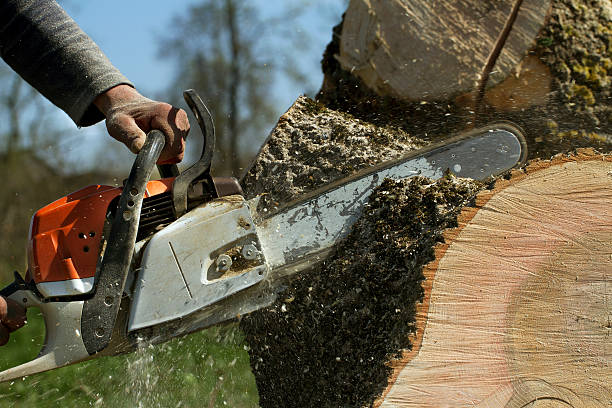 How Our Tree Care Process Works  in  Ulysses, KS