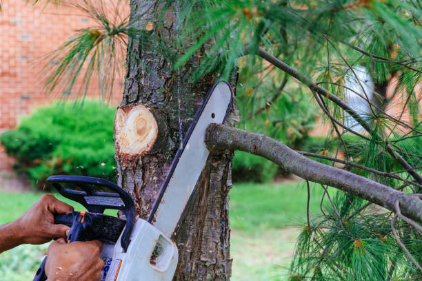 Reliable Ulysses, KS Tree Care  Solutions